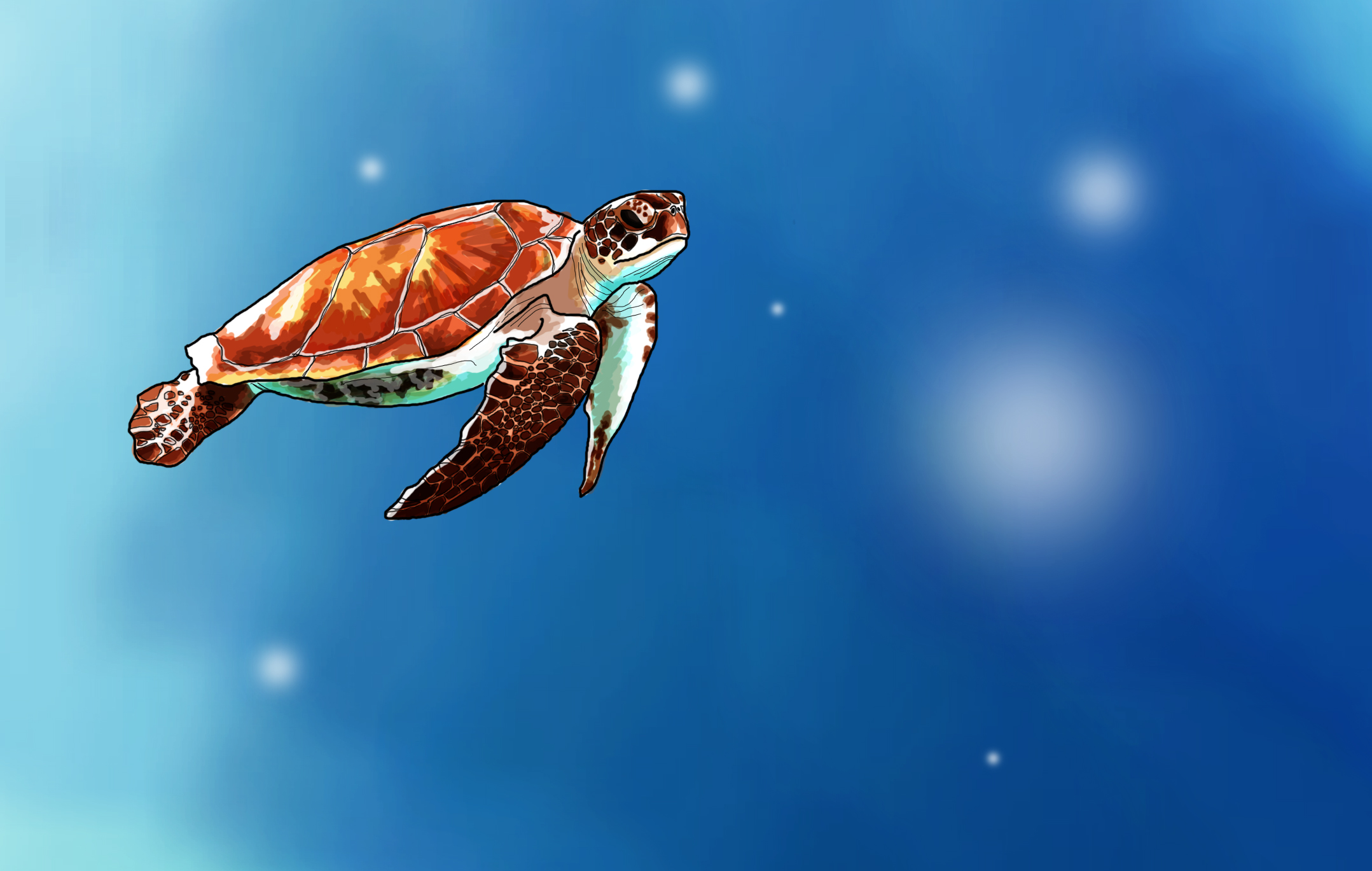 Illustration of a turtle by illustrator and junior designer, Chloe Greenwood